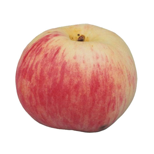 Яблоки Грушовка фото