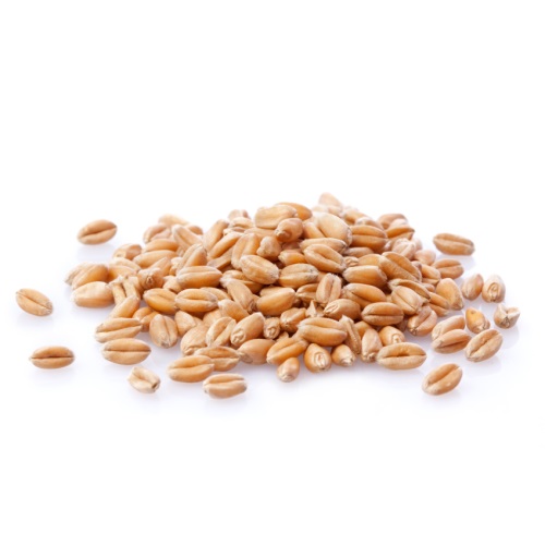 Зерна пшеницы фото