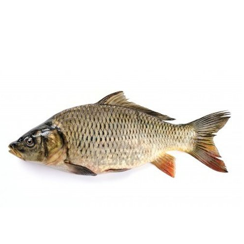Рыба сазан фото