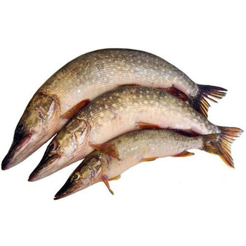 Рыба щука фото