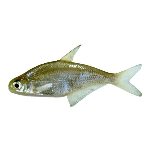 Рыба белоглазка фото