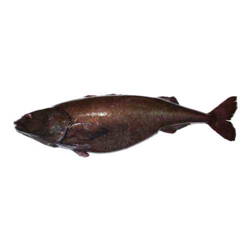 Черная треска (Угольная рыба) фото