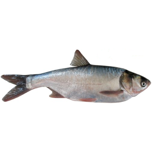 Рыба толстолобик фото