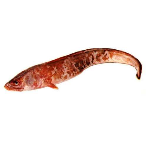 Рыба конгрио (кинг клип) фото