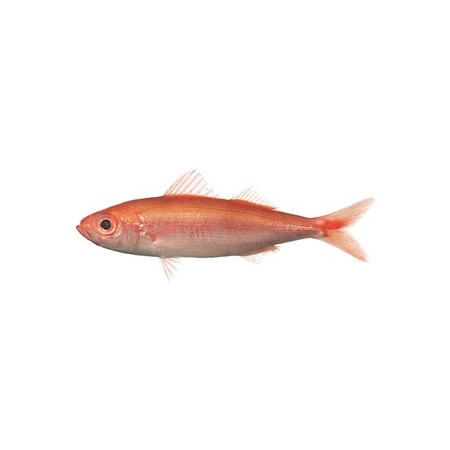 Рыба красноглазка фото