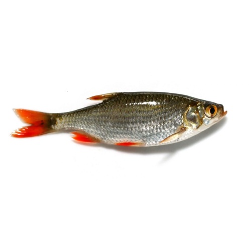 Рыба красноперка фото