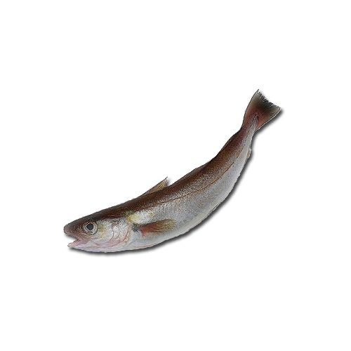 Рыба мерланг фото