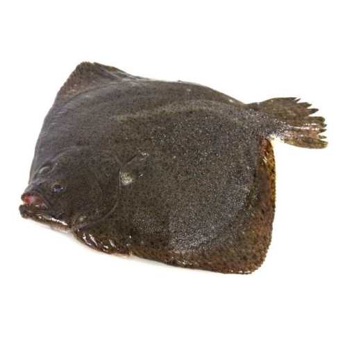 Рыба тюрбо фото