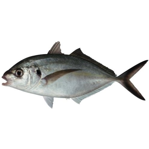 Рыба желтохвост (лакедра) фото