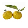 Японский лимон (Юзу)