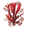 Морские водоросли красные