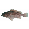 Рыба групер (мероу)