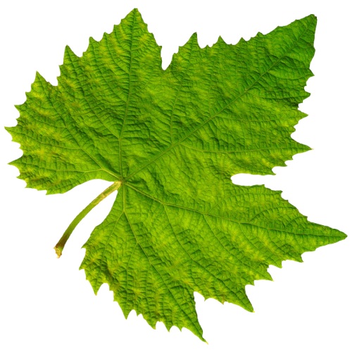 Виноградные листья фото